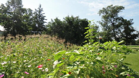 Starting Corn in the Living Room and Other Mistakes We Made Goin’ Country Image